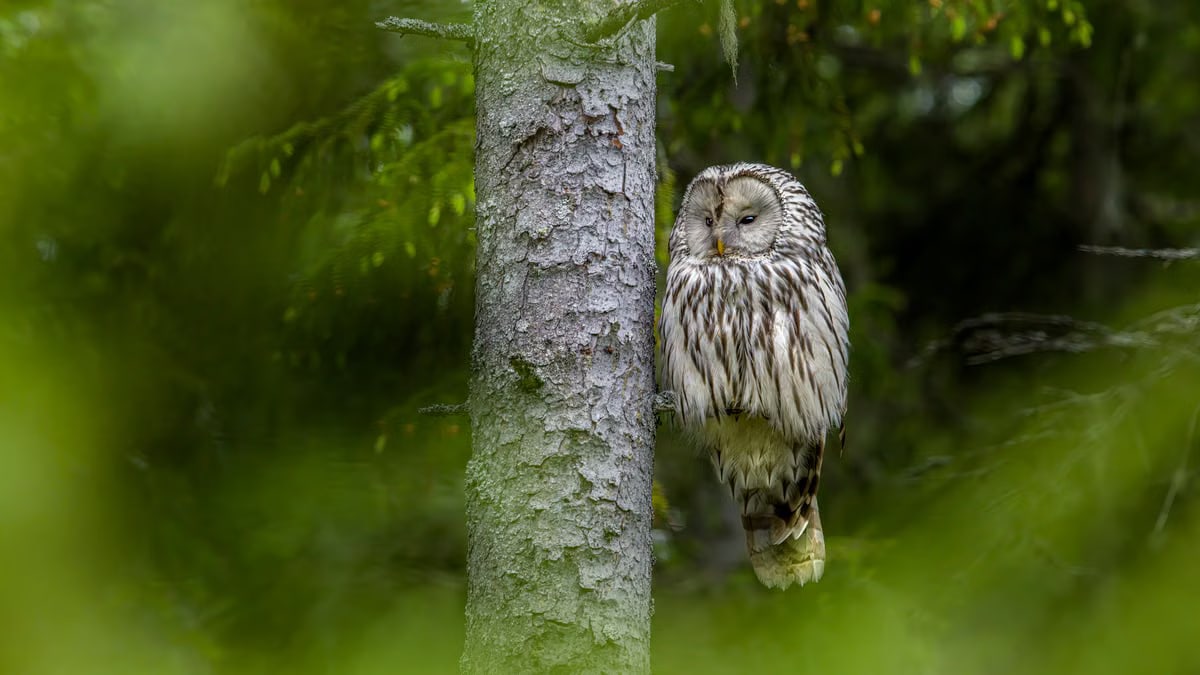 A striking Ural owl (Strix uralensis) perched beside a tree in a lush green forest.